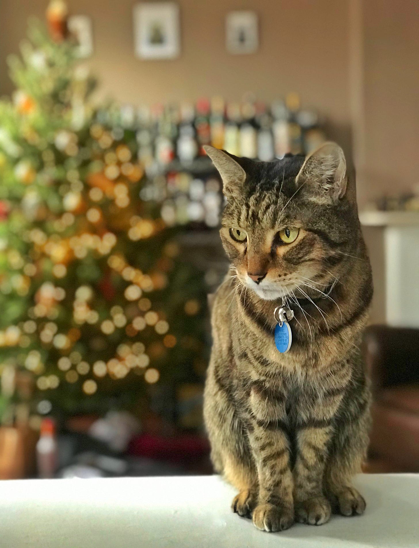 Louis, Christmas Louis, Christmas