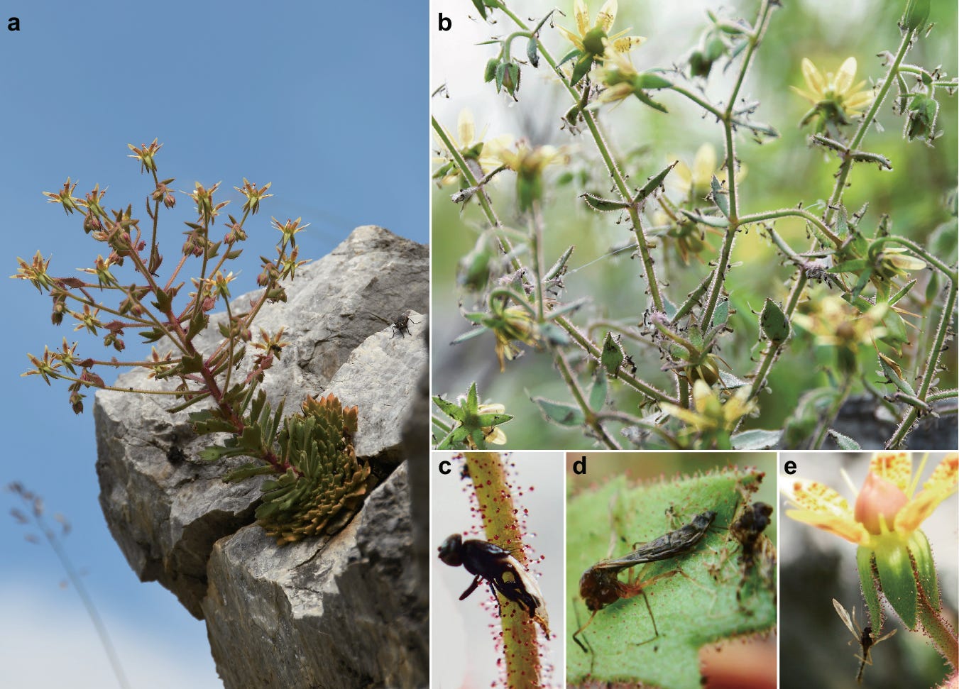 Fig. 2: Morphology of Saxifraga candelabrum. Fig. 2: Morphology of Saxifraga candelabrum.