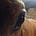 Andrea Busfield: Beauty and Horses