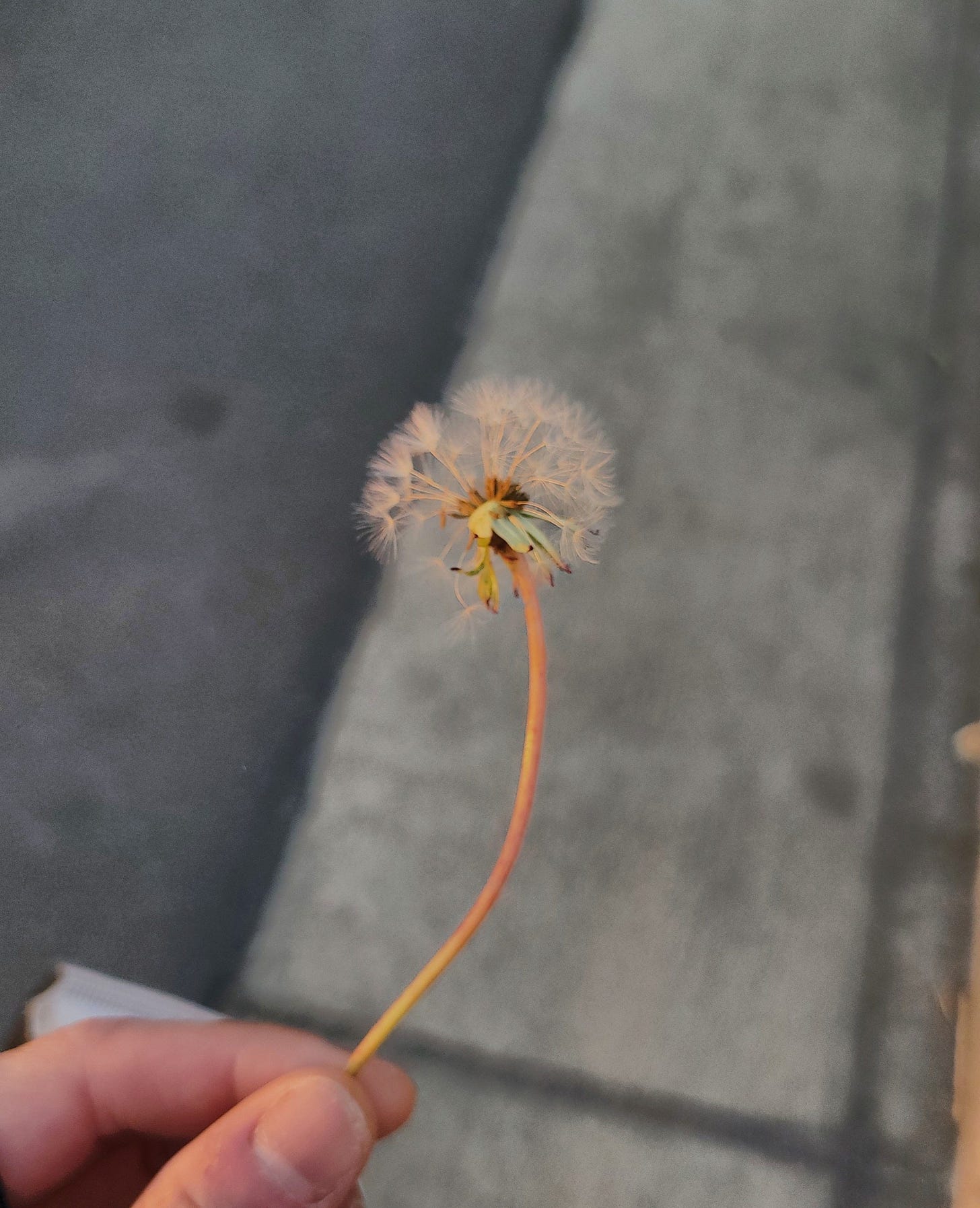 A hand, holding a dandelion.
