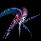 Octopus Theory