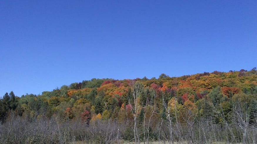 Fall colours on a treed hill against a clear blue sky.