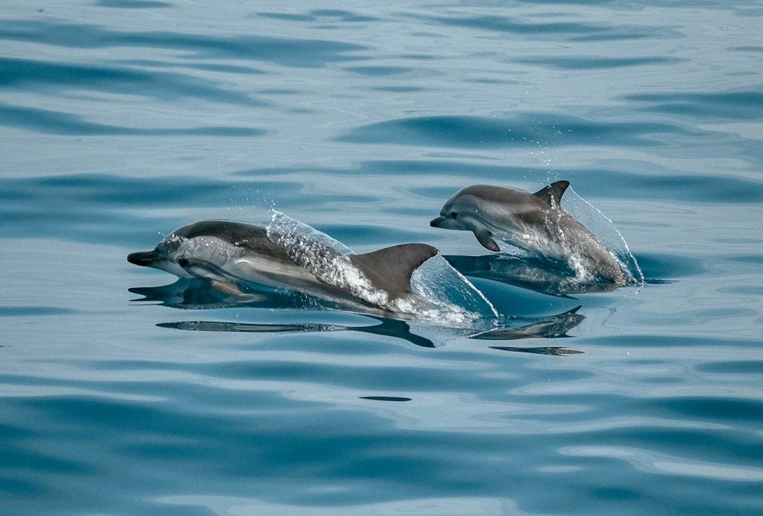 2 dolphins in the water 2 dolphins in the water