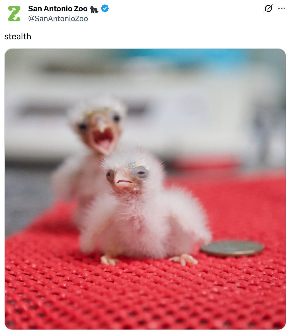 A tweet from the San Antonio Zoo featuring 2 baby pygmy falcons; one appears to be sneaking up behind the other with its mouth open and the caption reads "stealth"