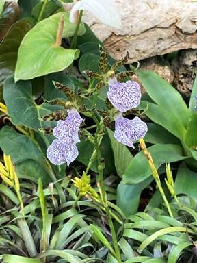 Purple flowers and green leaves

AI-generated content may be incorrect.