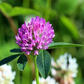 CLOVER
