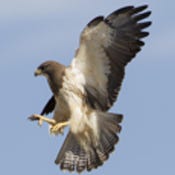 Paid Stock Promotions