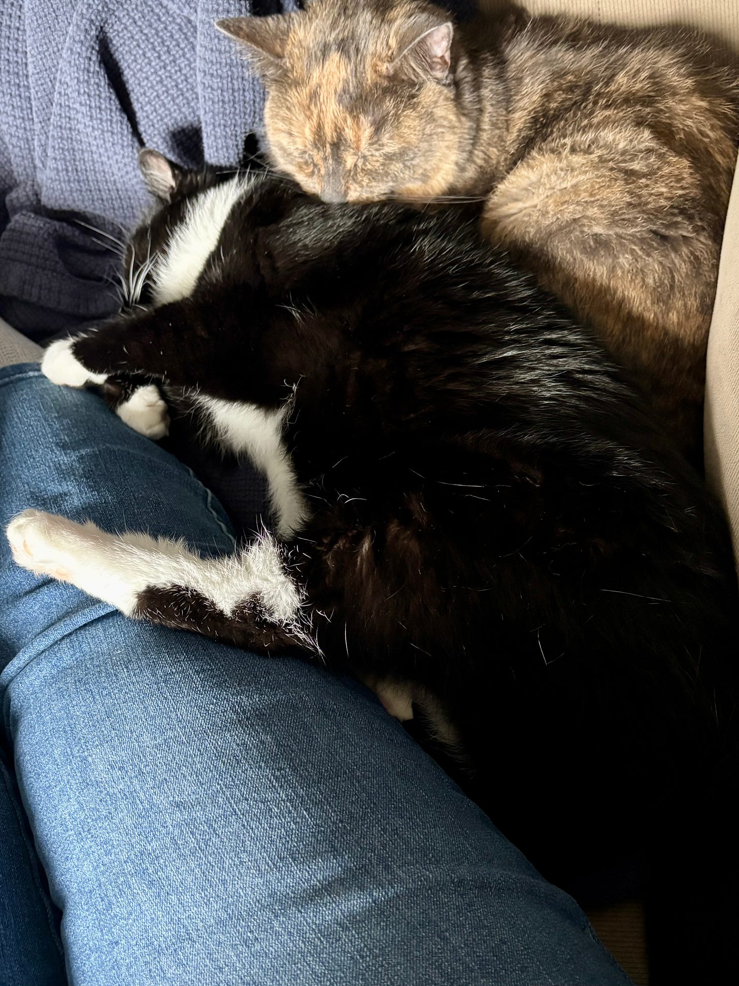 On a couch, from left to right: a human’s right leg, wearing jeans; a tuxedo cat, asleep on his side, with two legs propped up on his human; and a dilute tortoiseshell cat, smooshed between her brother and the back of the couch, asleep with her chin on her brother’s back.
