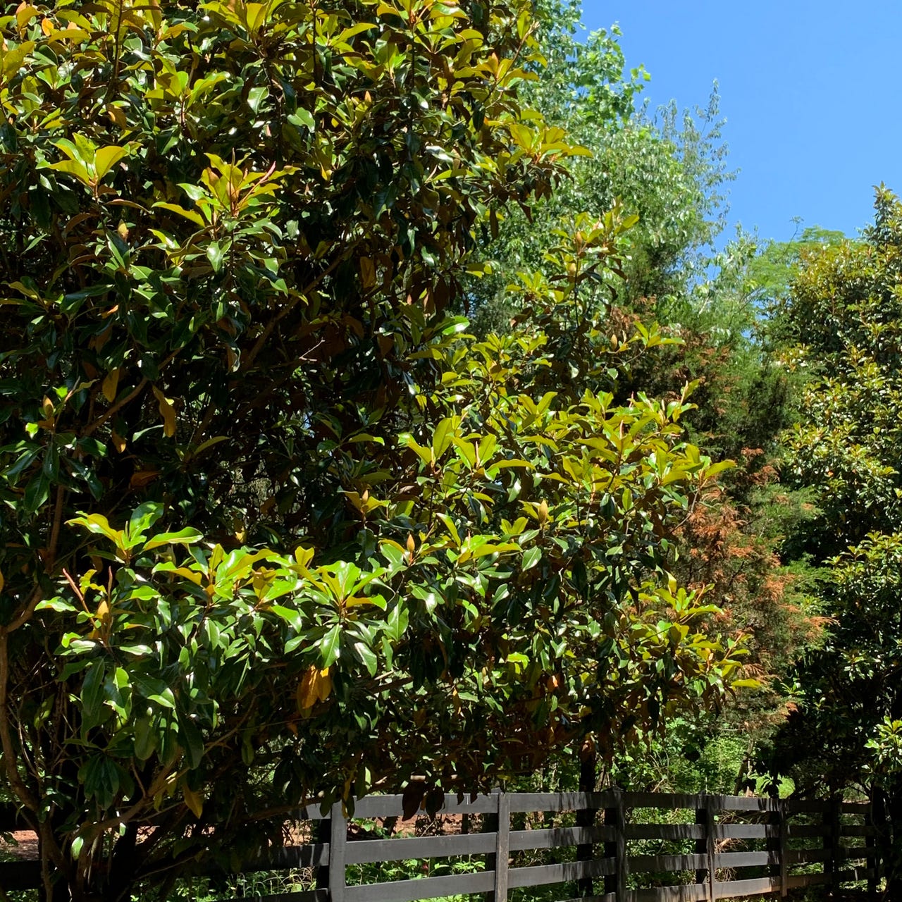 Through the Magnolia Trees