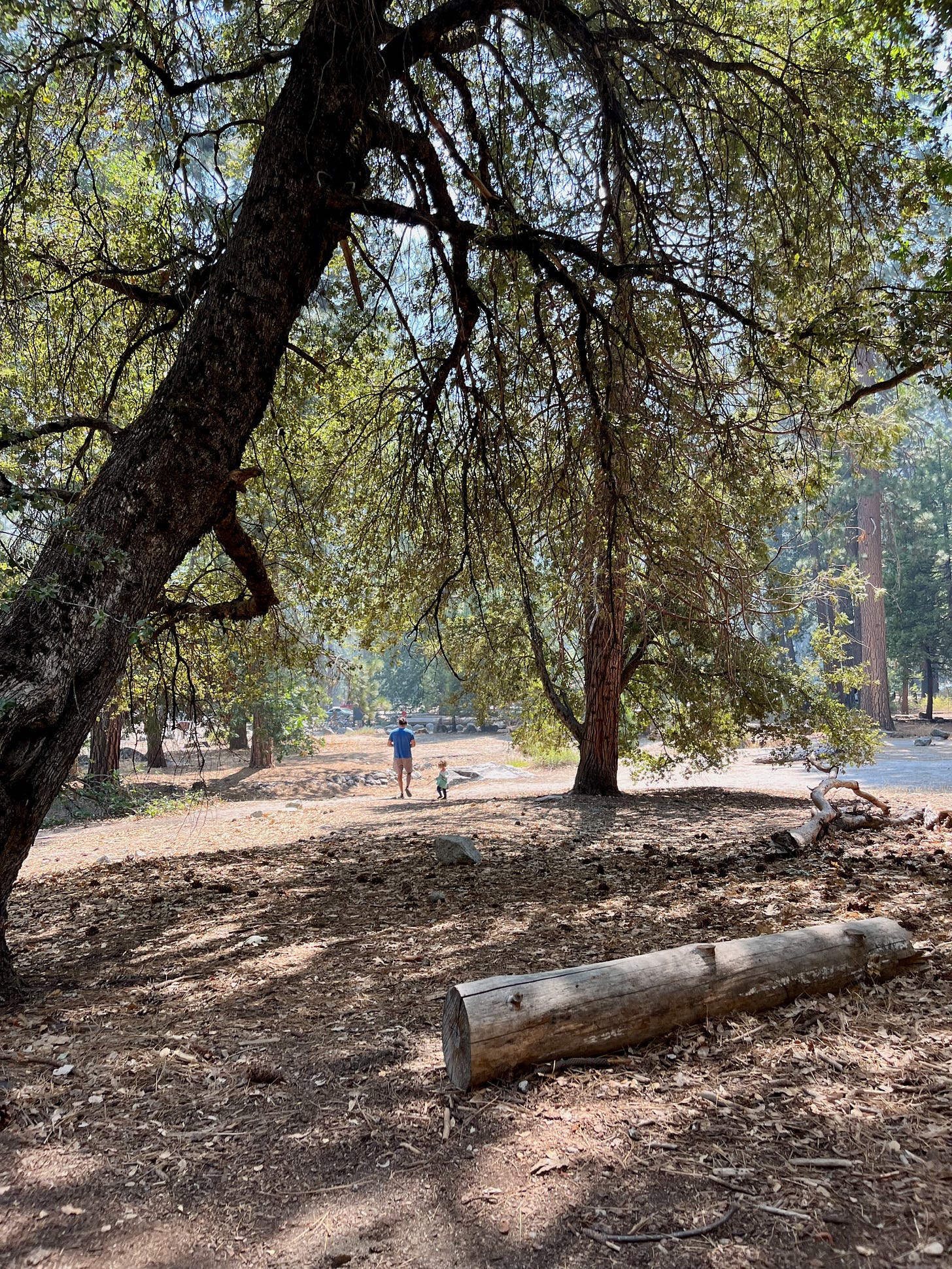 my husband and daughter walking under a giant tree in Yosemite Valley