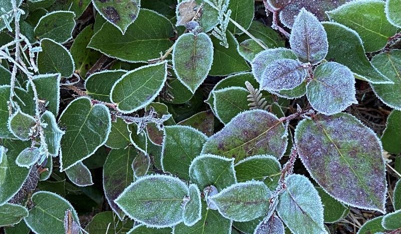 Frost-covered green leaves with a hint of purple. Close-up of foliage with a delicate icy border, conveying a cold and crisp atmosphere.