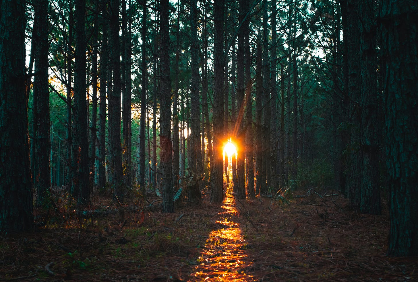 Sun peaking through tall trees in a dark forest. Hope Sun peaking through tall trees in a dark forest. Hope