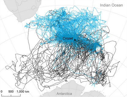 map of albatross flight tracks leaving Crozet.  Male flight tracks tend to go south, female north.