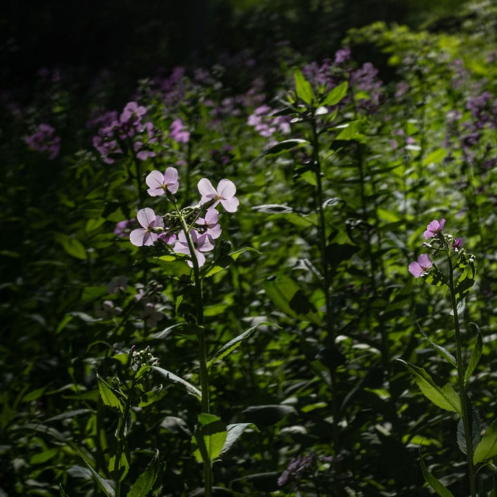 Diptych: Purple flower in lower right corner with green leaves behind; Right - Purple flower in evening light in upper left corner with green leaves in lower right.