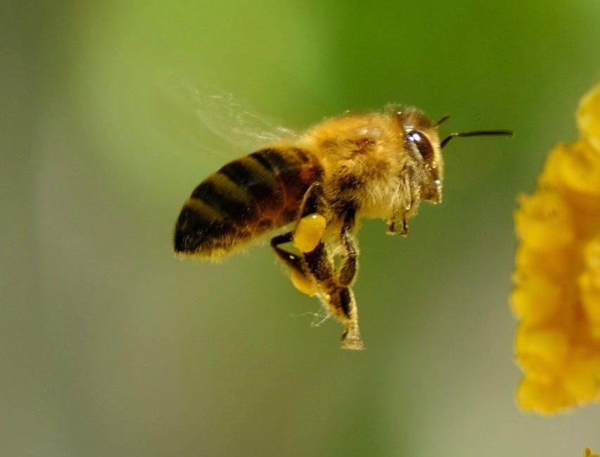 Chapter 6B: The Kingdom of Animals - Invertebrates