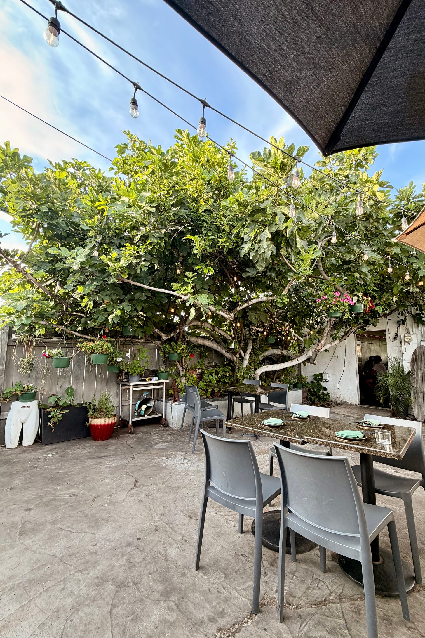 An outdoor restaurant patio with dark gray chairs and granite-topped tables beneath a massive green fig tree, with flower pots hanging from its branches.