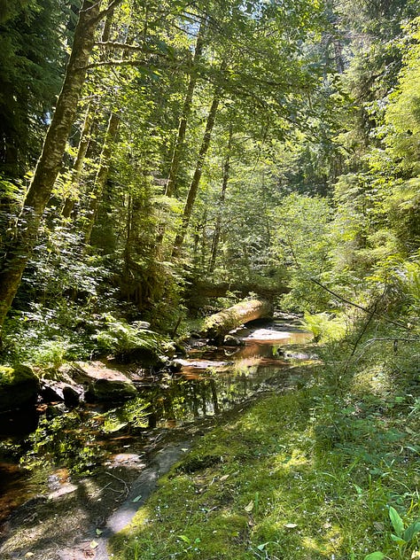 Doerner Fir