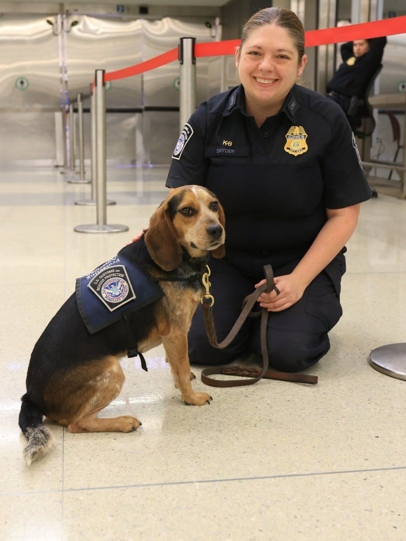 K9 "Freddie" and his CBP handler "Snyder" on duty at Washington, DC's Dulles International Airport K9 "Freddie" and his CBP handler "Snyder" on duty at Washington, DC's Dulles International Airport
