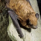 SCOUTING REPORT | Bat onslaught, reptile expo, fall fitness, low-propensity voters