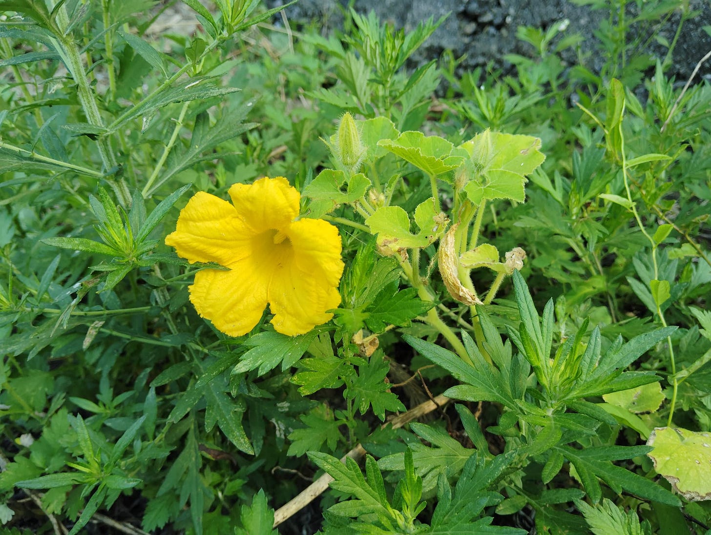 10年放置の耕作放棄地で咲いたかぼちゃの花