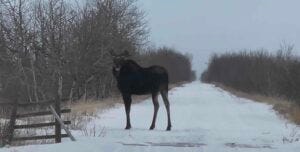 Alberta moose Alberta moose