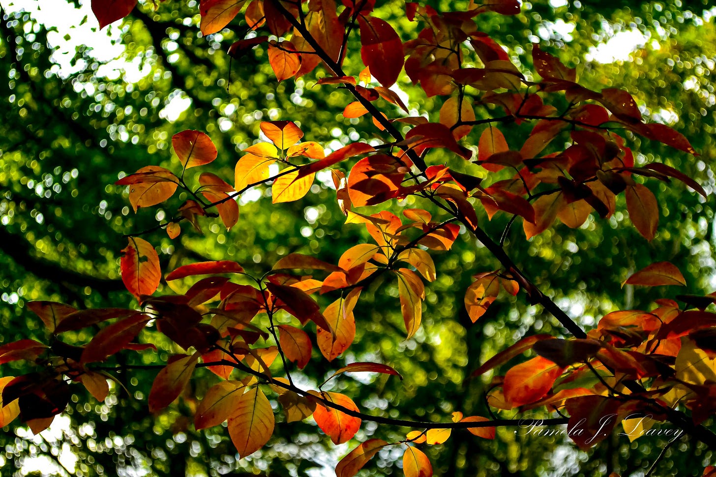 No photo description available.