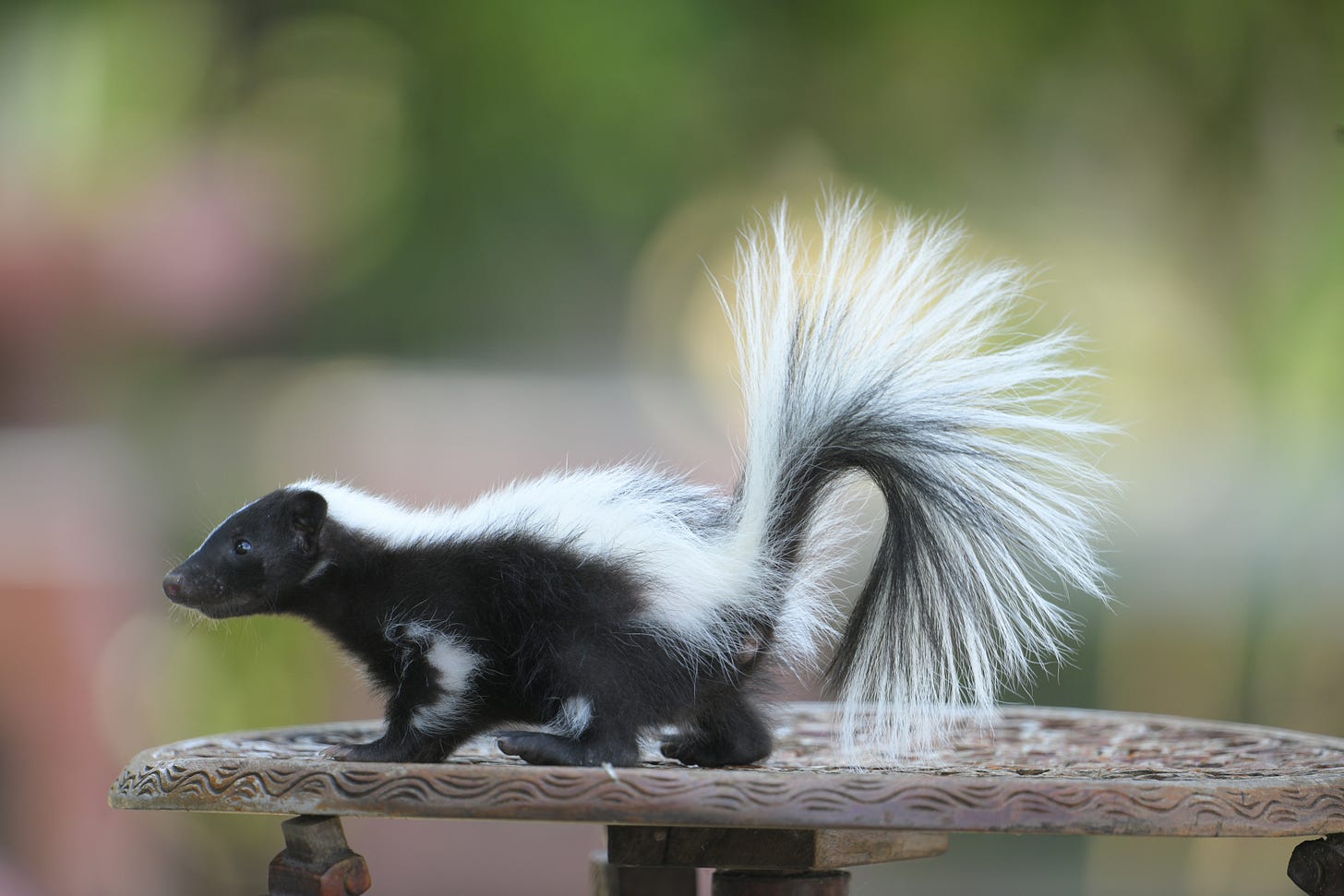 A skunk on a bird bath

Description automatically generated