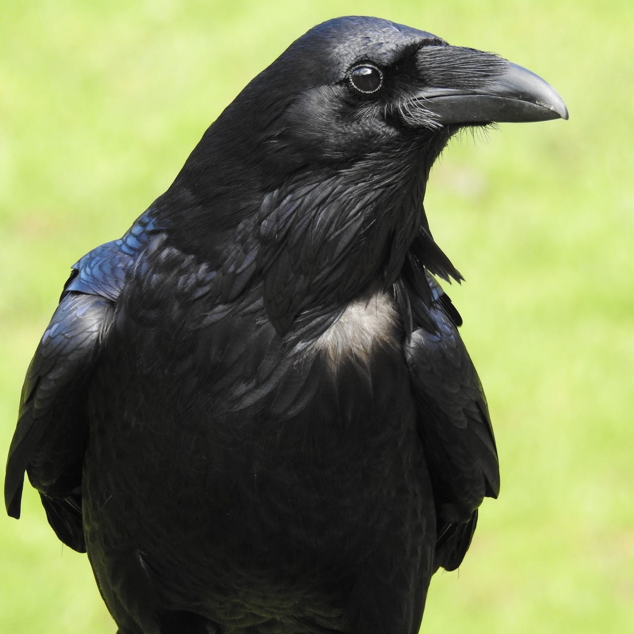 Lesbians for Lesbians