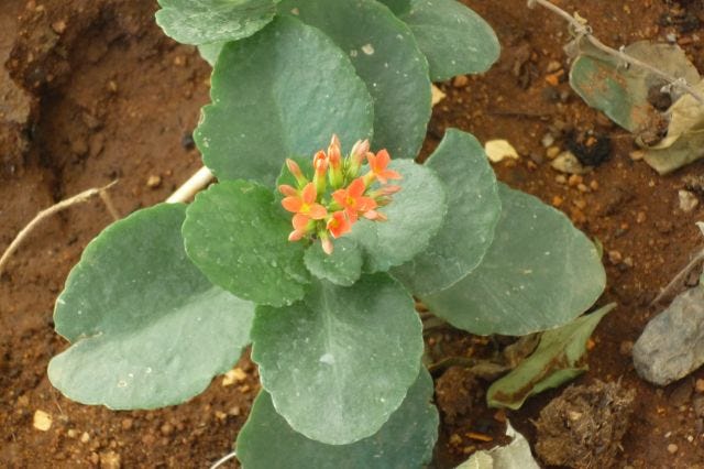 A plant in the ground with orange flowers. A plant in the ground with orange flowers.