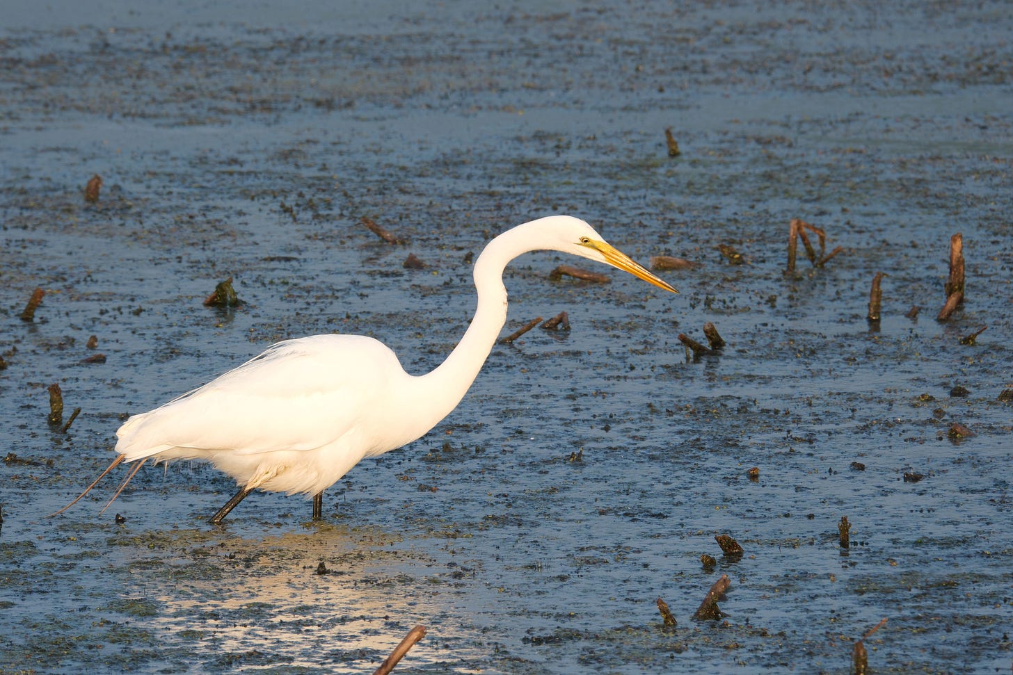A great egret wading through steel blue water. This is a side view of an egret so you can see it's long neck and the full length of its yellow beak. Looking straight ahead, it is intent on something that caught its attention.