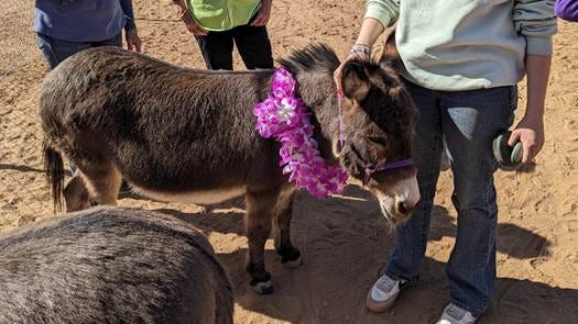 A group of people standing around a donkey

AI-generated content may be incorrect.