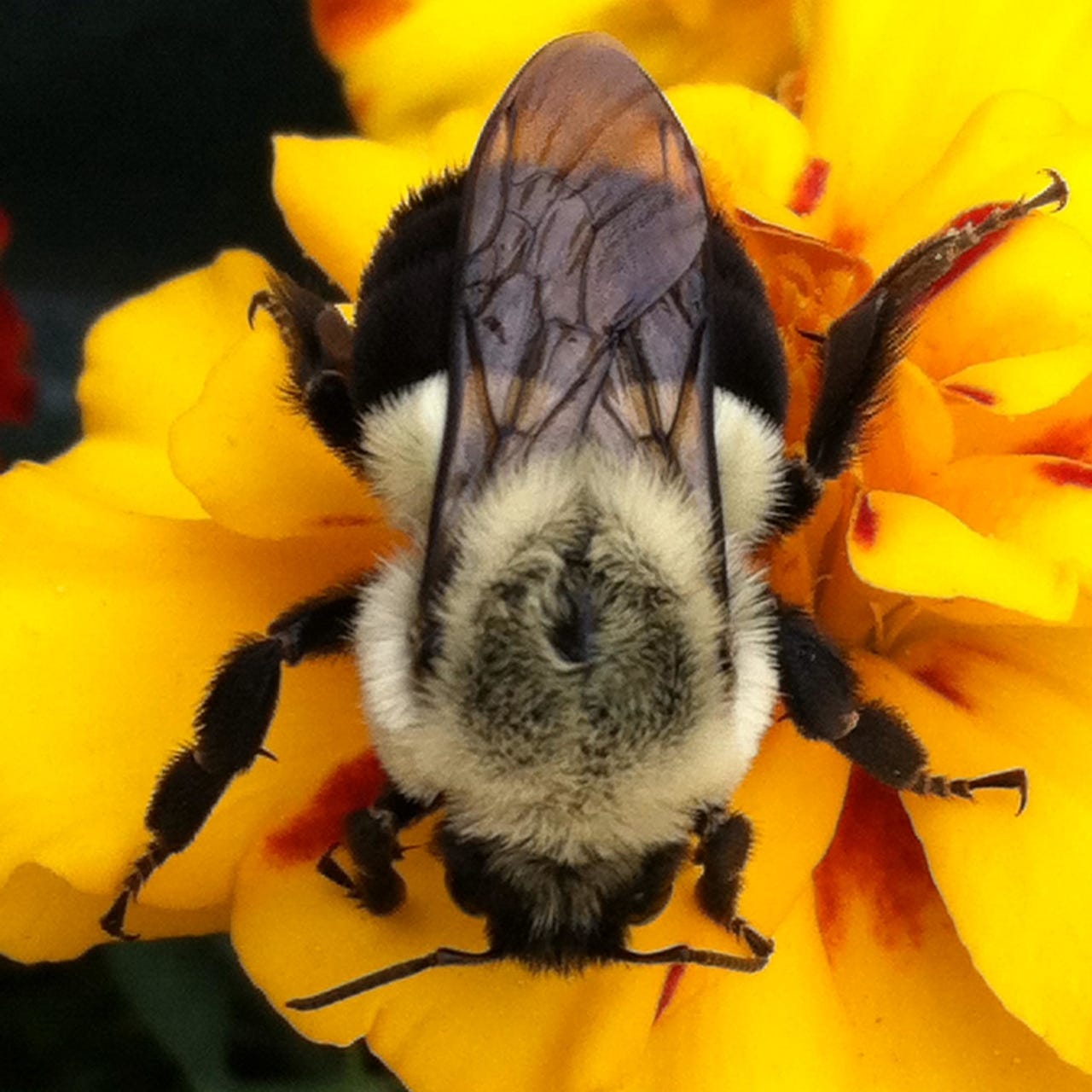 Kel's Garden Journal 