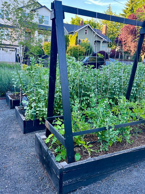 Twine Tomato Trellis Photos