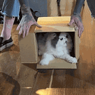 Please Don't Gender My Dinner! Tabs, Thurs., May 2, 2024