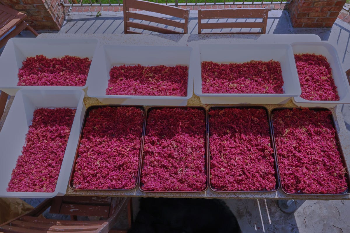 trays of amaranth flowers trays of amaranth flowers