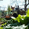 The Wildlife Garden Podcast