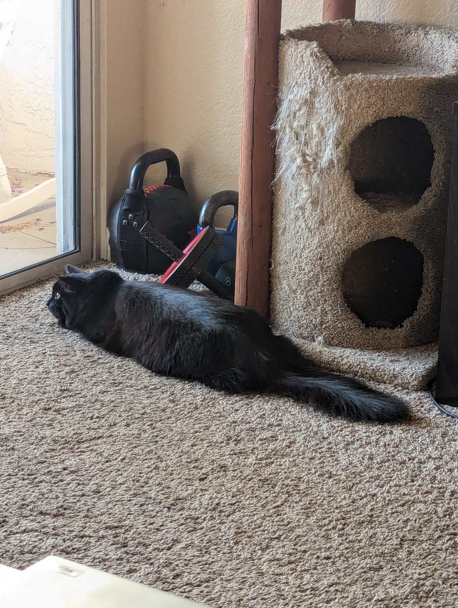 My black cat Chianti lying flat on the floor with her tail straight back, watching birds outside. My black cat Chianti lying flat on the floor with her tail straight back, watching birds outside.