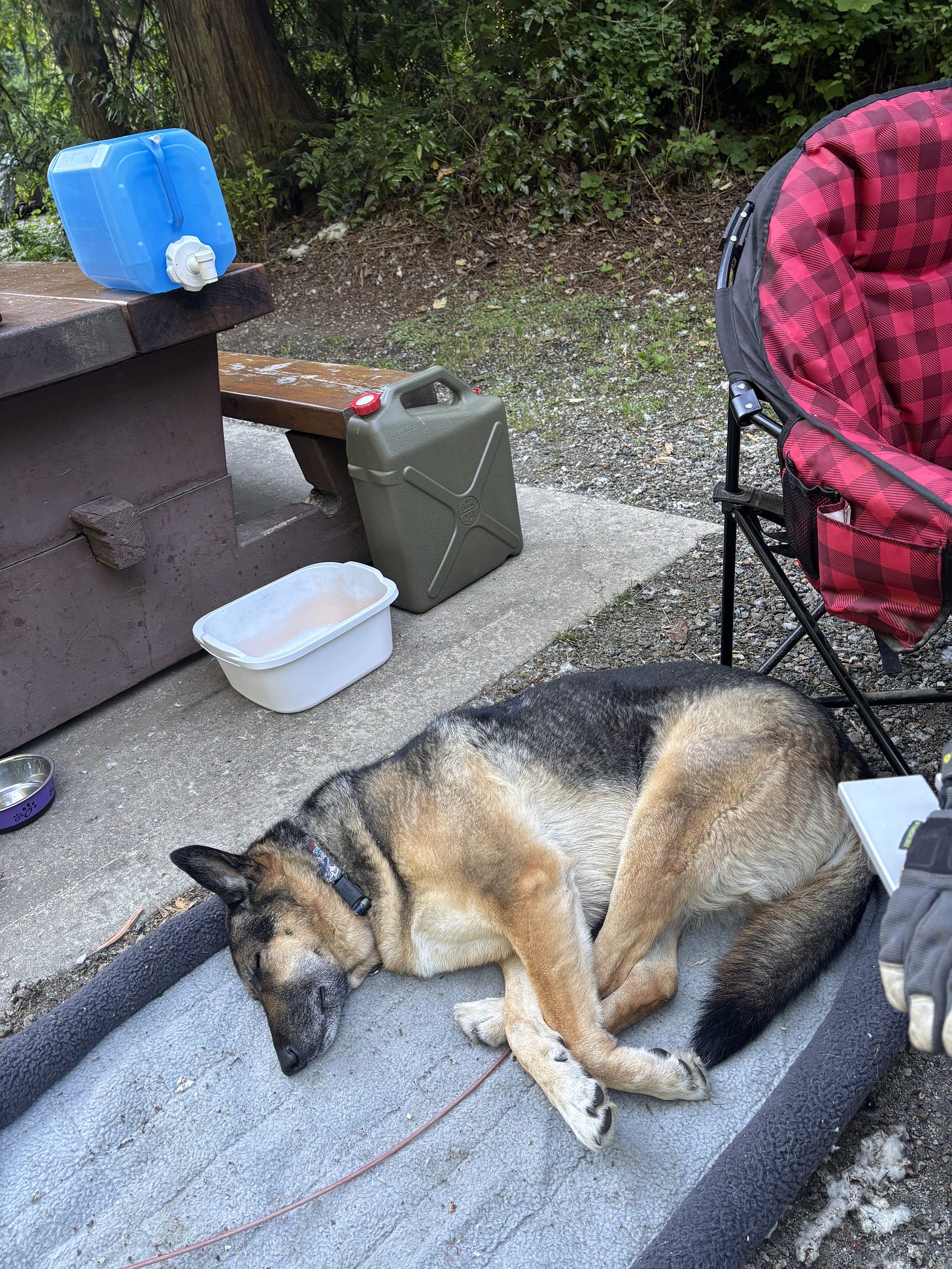 A German Shepherd Husky sleeps on a dog bed in a campsite. A red plaid chair is to her right, and two water jugs are behind her.