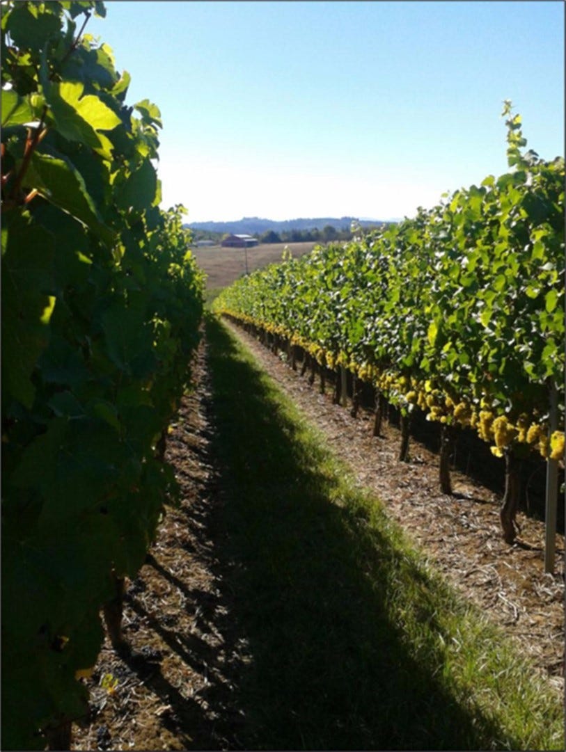 Dijon Clone 76 Chardonnay in Block 24 ready for harvest.