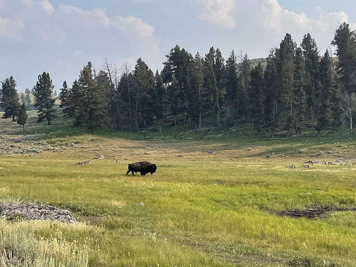 Photo 1- Rainy bison jam with adults and red dogs stopped in the road licking up rain; Photo 2- wildflowers in the foreground and cloudy mountaintops below from a high elevation vantage point; Photo 3- Top of Cassidy's head in bottom right corner in a selfie with Grand Prismatic which boasts bright turquoise and yellow water; Photo 4- A bison bull crossing a field full of pronghorn adults and babies