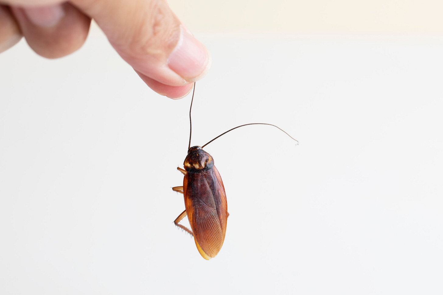 Palmetto Bug vs. Cockroach: What's the Difference