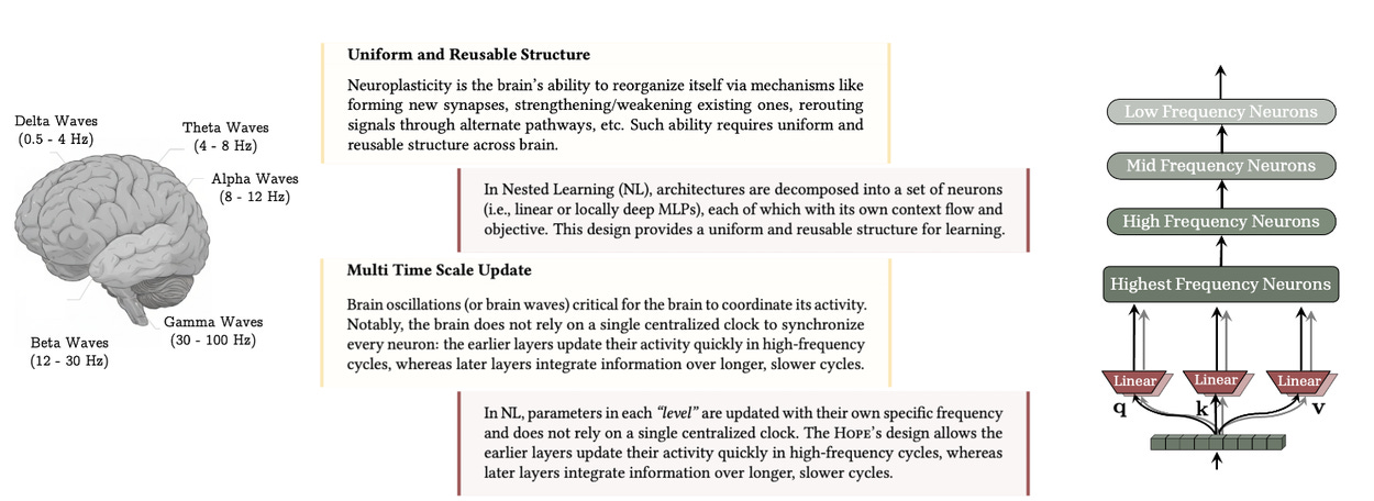 Diagram comparing biological brain waves and neuroplasticity to the uniform structure and multi-frequency updates used in Nested Learning models.