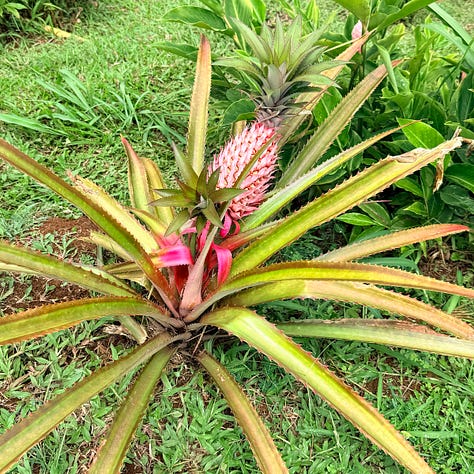 fruit from kauai