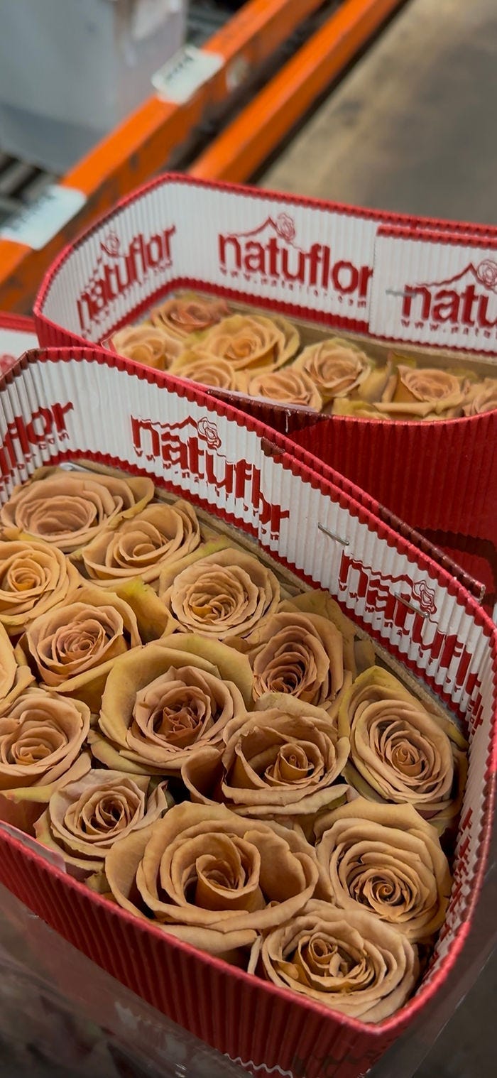Toffee-colored roses styled in elegant packaging embody the 2025 Mocha Mousse color trend.