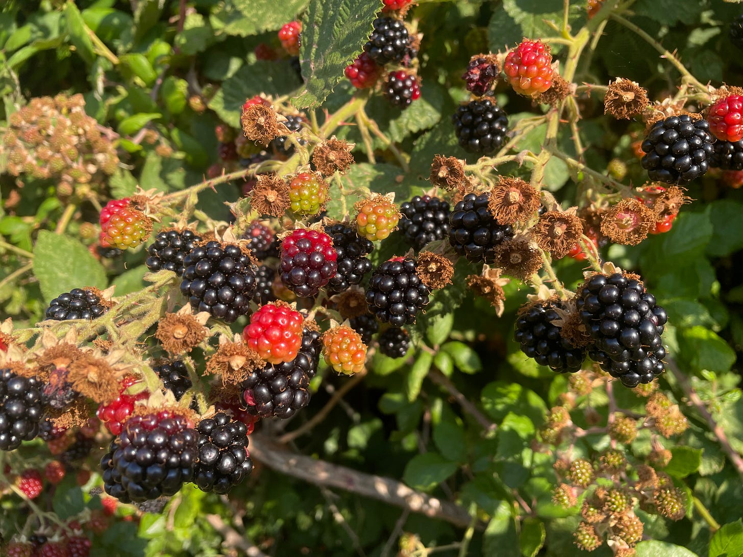 Black and red berries clustered on a green stem Black and red berries clustered on a green stem
