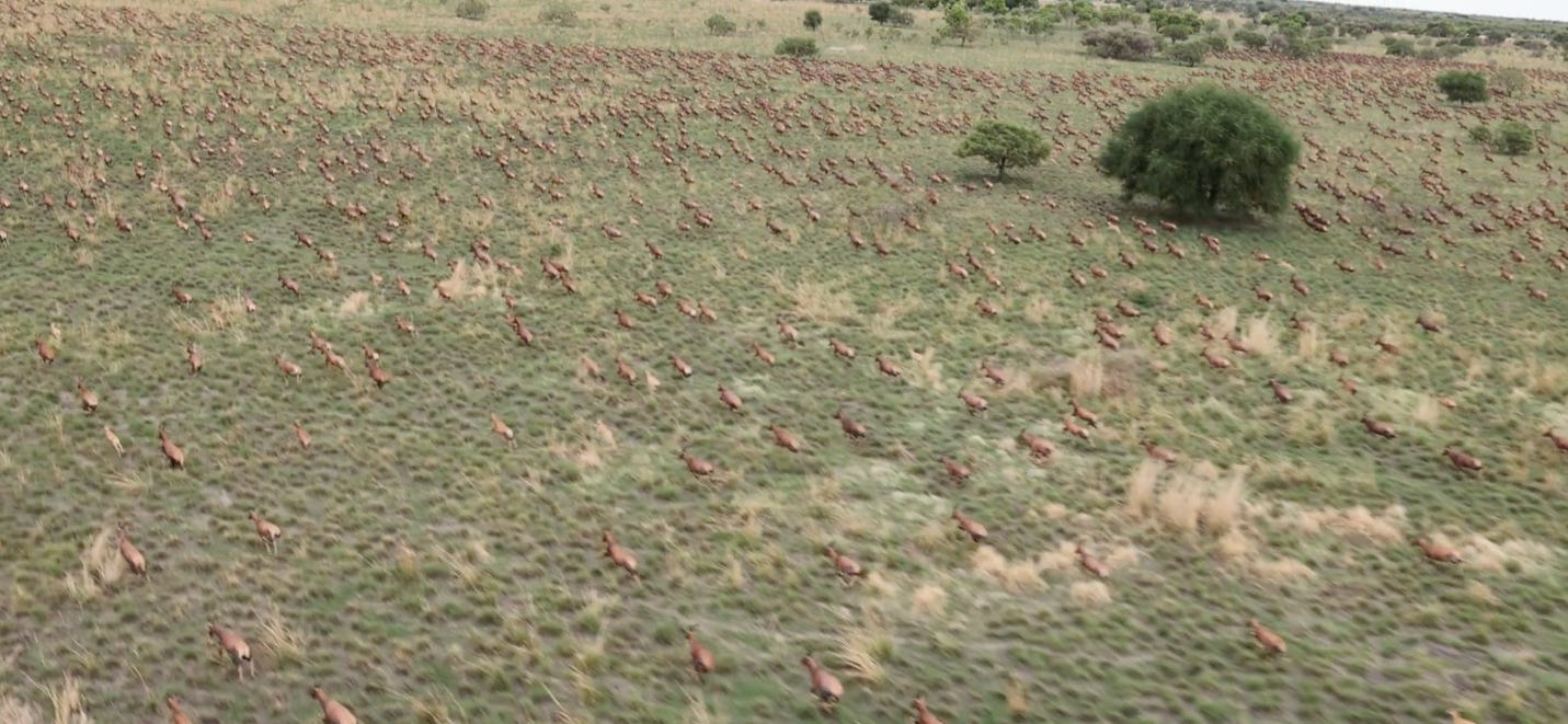 A large field of animals

AI-generated content may be incorrect.