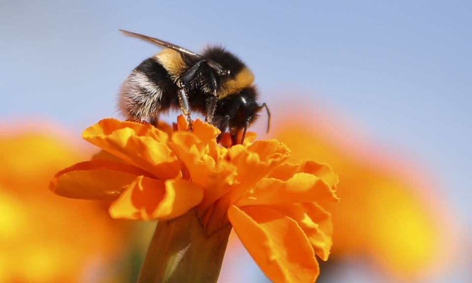 Image of bumble bee on orange flower. Image of bumble bee on orange flower.