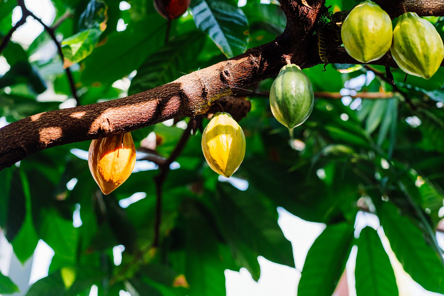 Close-up of a cacao tree branch with multiple cacao pods in various stages of ripeness, ranging in colour from green to yellow and orange. Large green leaves form the background, with sunlight filtering through and casting shadows on the branch and pods.