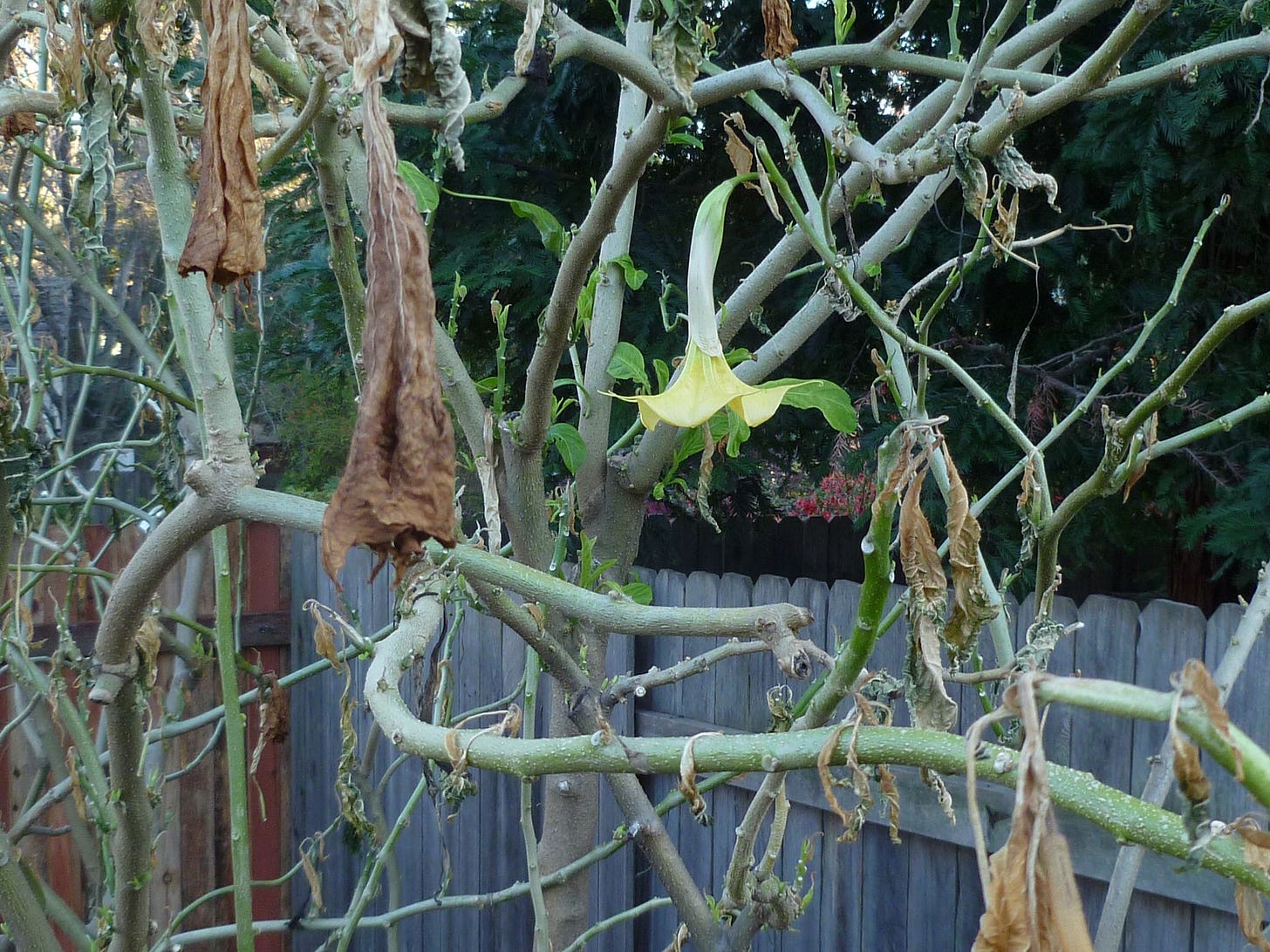 frozen brugmansia plant