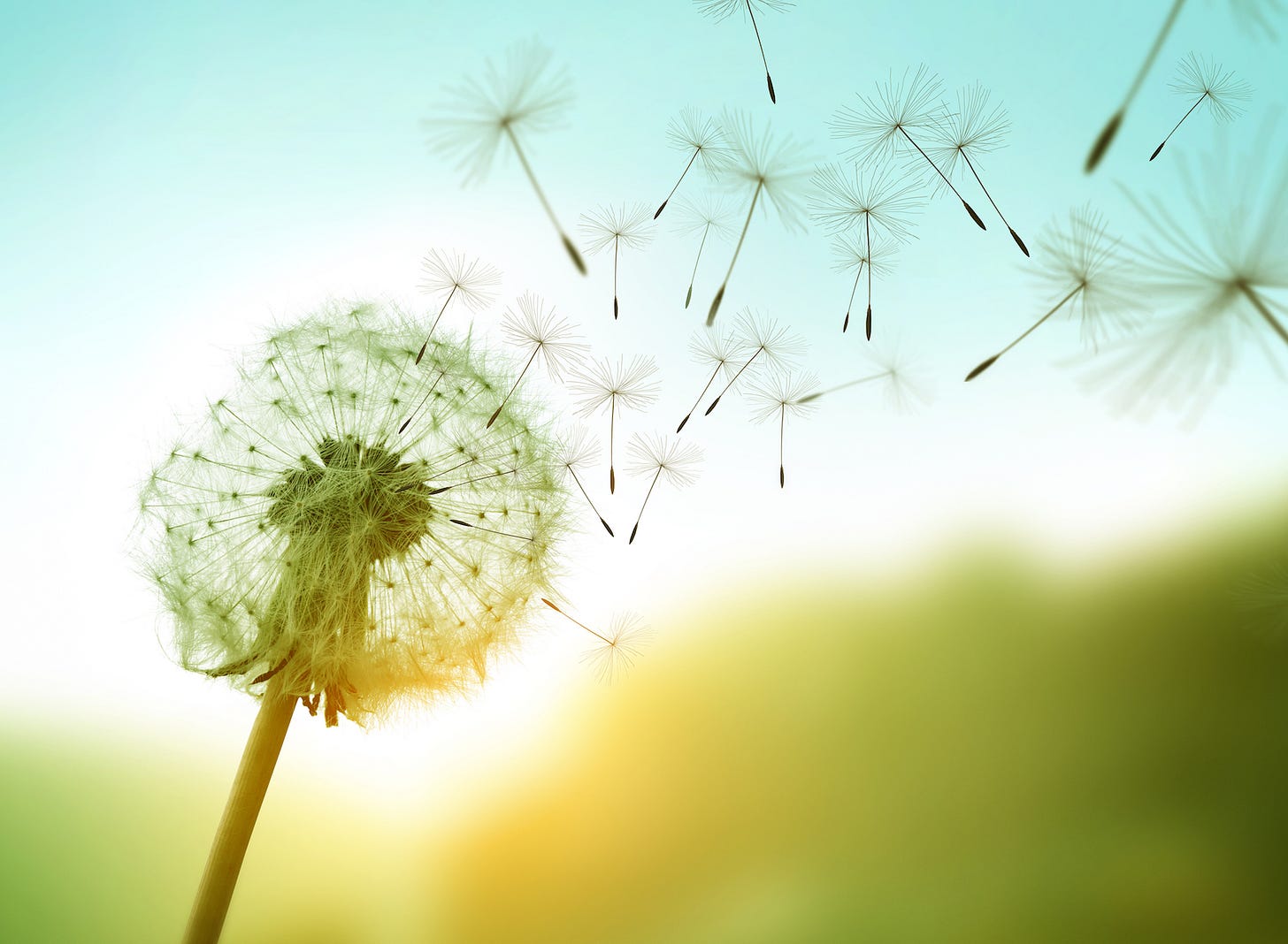 Newly discovered form of natural flight found in dandelion seeds ...